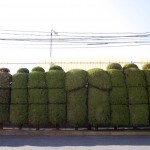 MG_4289 (1)