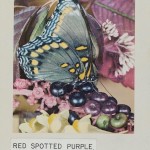 1_RED_SPOTTED_PURPLRE_1 22