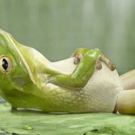 88339_zabka_odpoczynek2